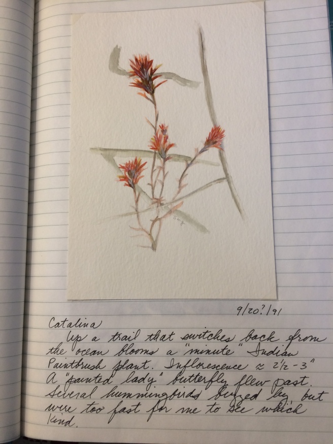 1991 Indian Paintbrush and journal