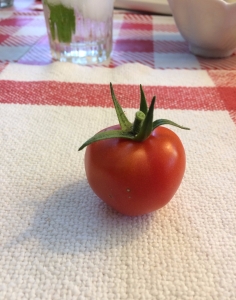 first tomato 2019